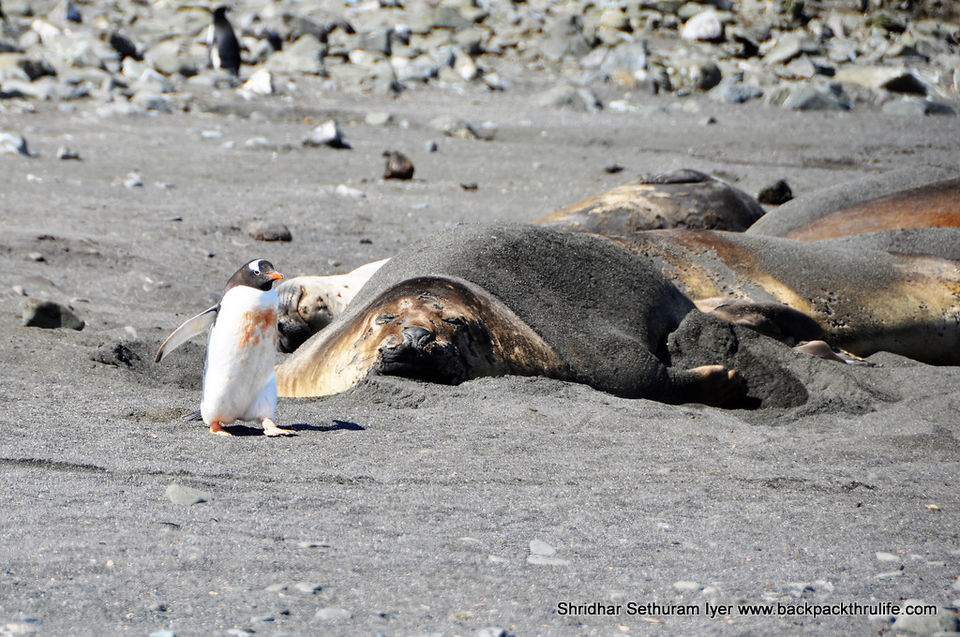 Photo of Antarctic Seal:Smelly Cuteness saved from extinction 174/182 by Shridhar Sethuram Iyer
