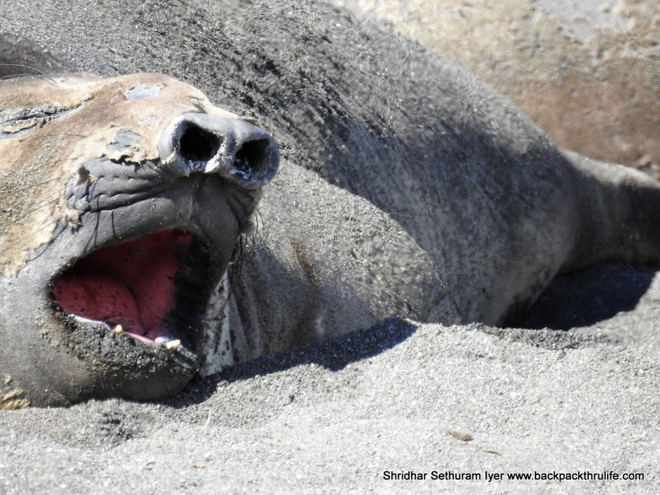 Photo of Antarctic Seal:Smelly Cuteness saved from extinction 177/182 by Shridhar Sethuram Iyer