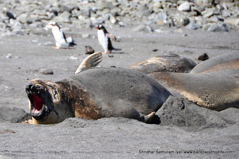 Photo of Antarctic Seal:Smelly Cuteness saved from extinction 179/182 by Shridhar Sethuram Iyer