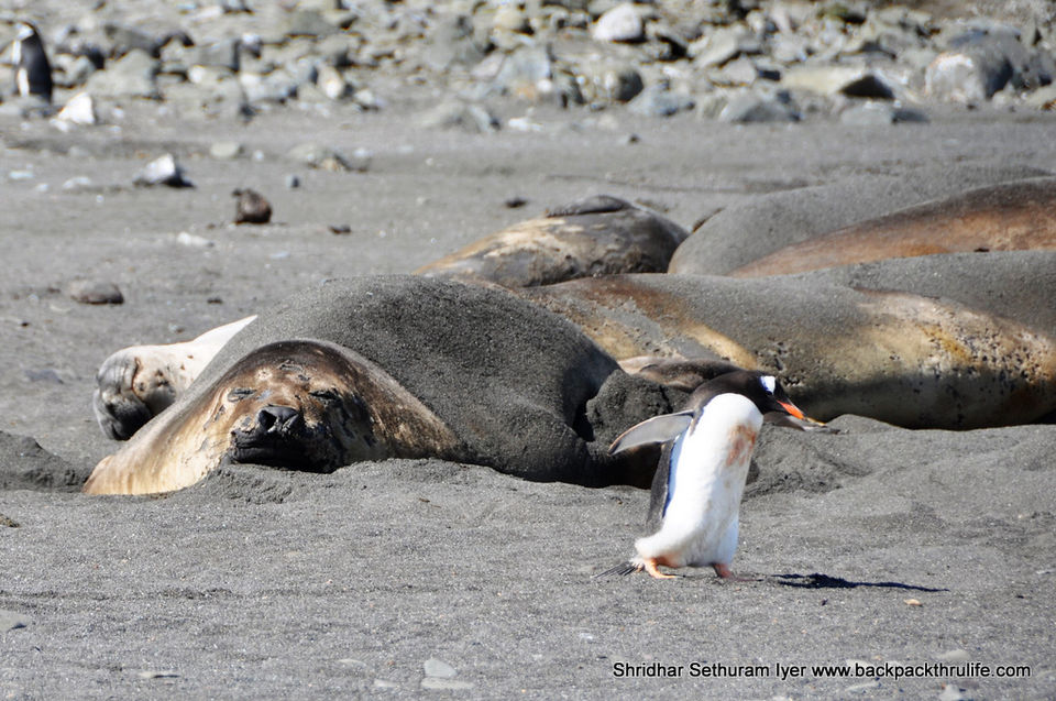 Photo of Antarctic Seal:Smelly Cuteness saved from extinction 175/182 by Shridhar Sethuram Iyer