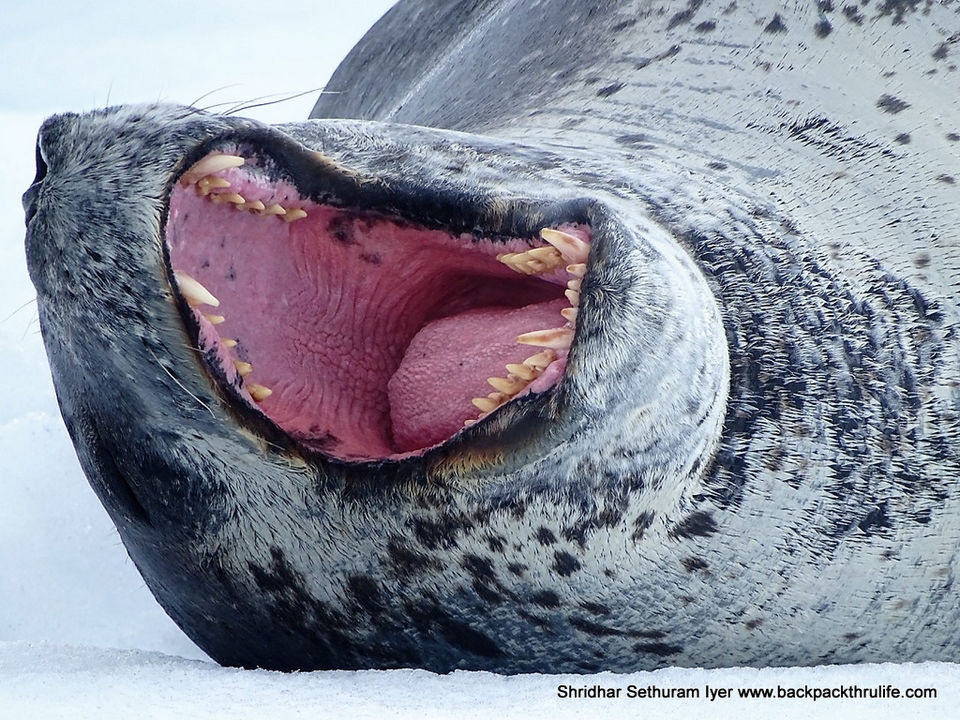 Photo of Antarctic Seal:Smelly Cuteness saved from extinction 176/182 by Shridhar Sethuram Iyer