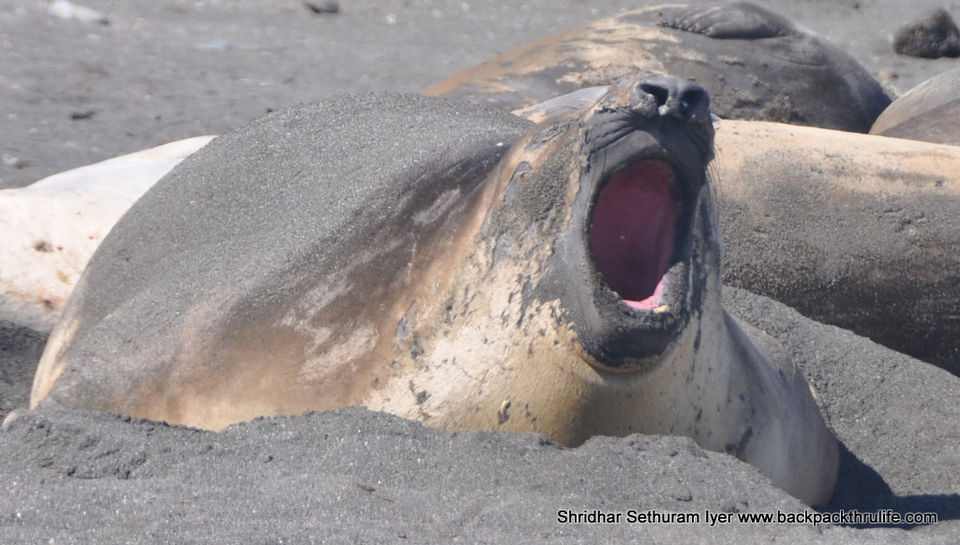 Photo of Antarctic Seal:Smelly Cuteness saved from extinction 180/182 by Shridhar Sethuram Iyer