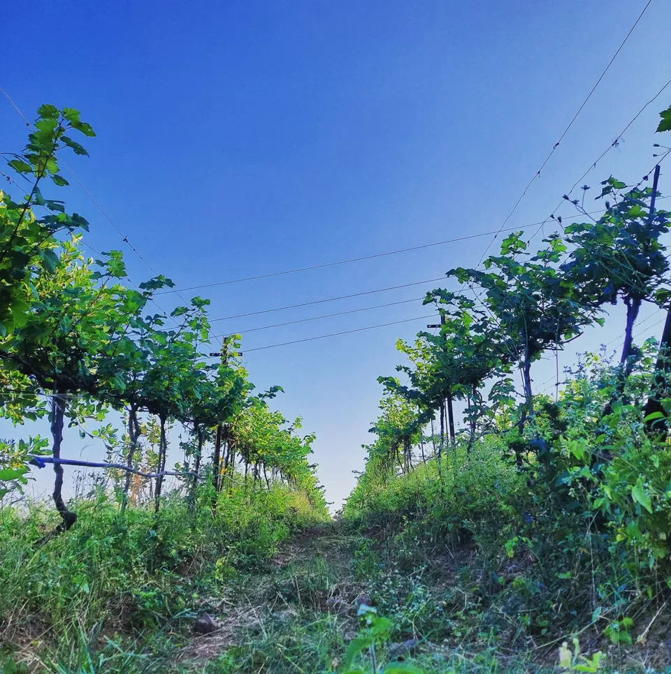 Photo of Vallonne Vineyards Pvt. Ltd. By Supriya Shashikumar