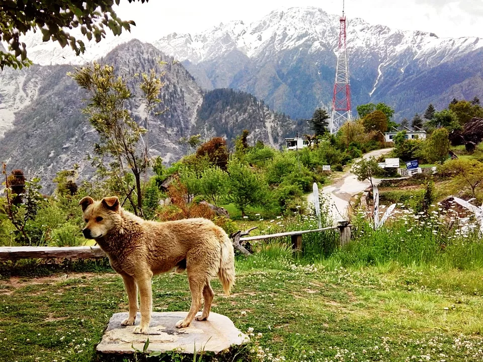 Photo of XRA, Joshimath, Uttarakhand, India by Pradnya Kulkarni