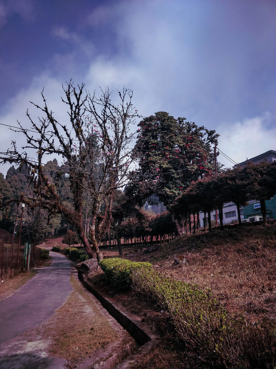 Photo of Dow Hill,Grass Land., Kurseong, West Bengal, India by Prasad - The Enthu Wanderer