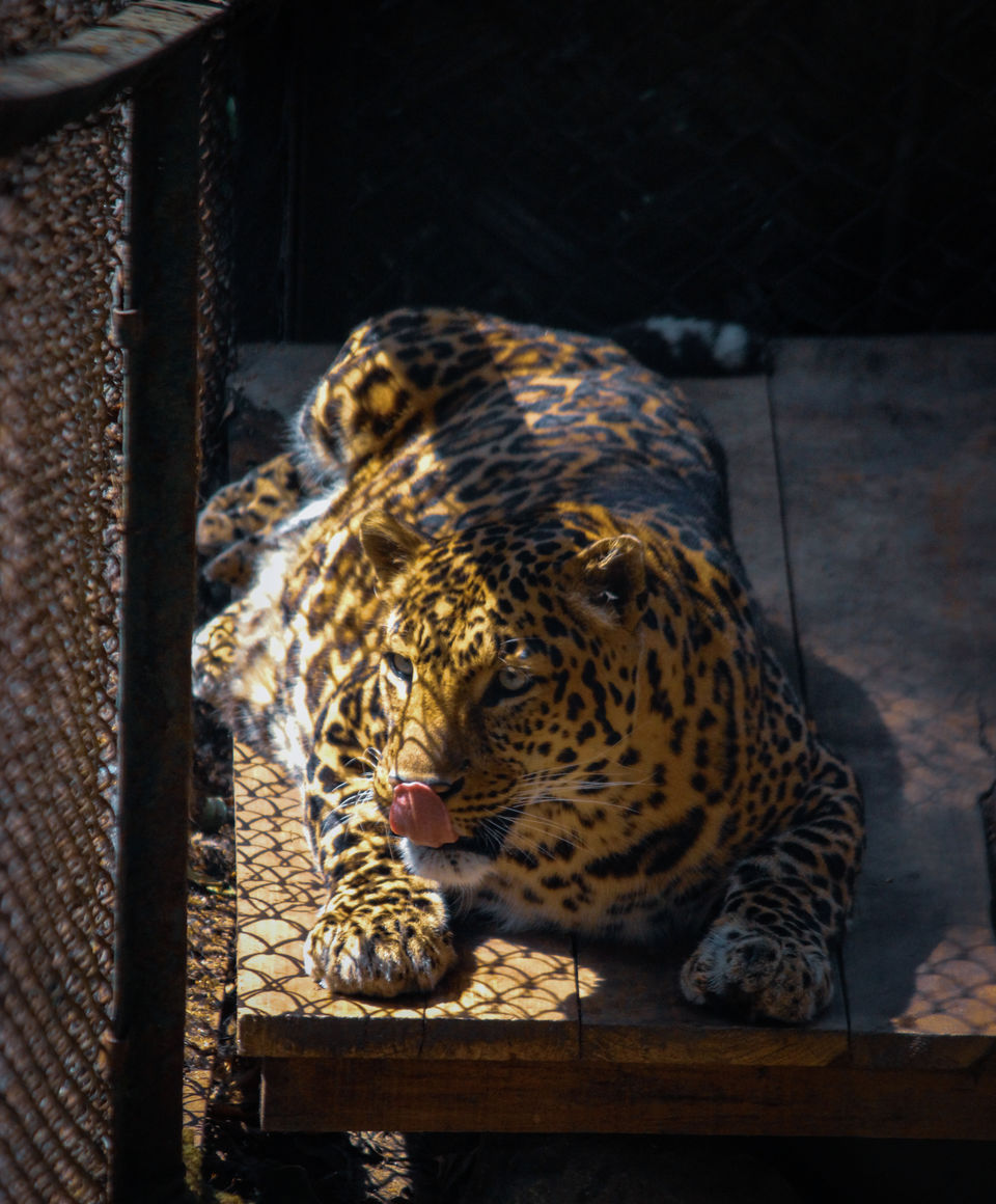Photo of Padmaja Naidu Himalayan Zoological Park, Swarnabithi Apartment, Panchasayar, Garia, Kolkata, West Bengal, India by Prasad - The Enthu Wanderer