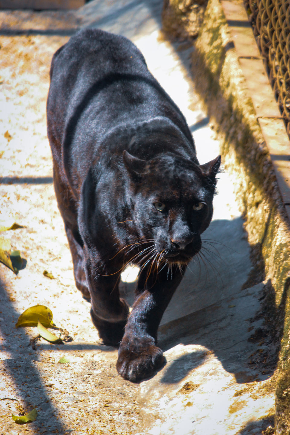 Photo of Padmaja Naidu Himalayan Zoological Park, Swarnabithi Apartment, Panchasayar, Garia, Kolkata, West Bengal, India by Prasad - The Enthu Wanderer