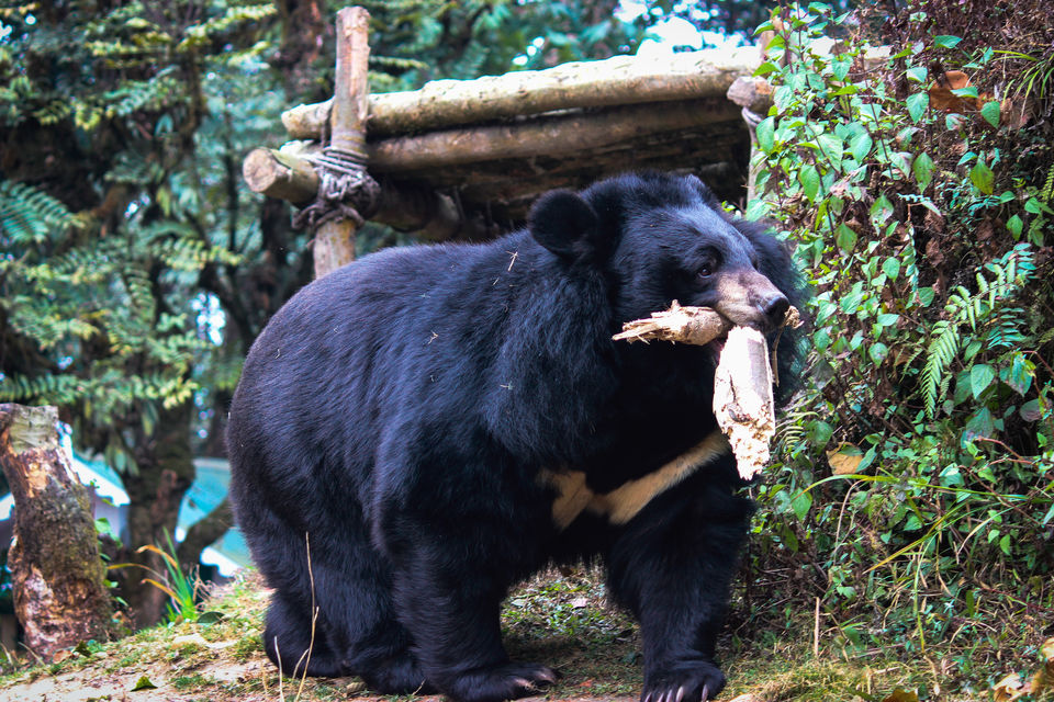 Photo of Padmaja Naidu Himalayan Zoological Park, Swarnabithi Apartment, Panchasayar, Garia, Kolkata, West Bengal, India by Prasad - The Enthu Wanderer