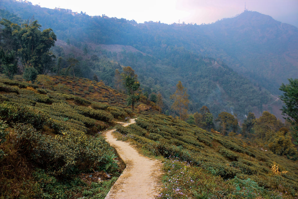 Photo of Happy Valley Tea Estate, Near, Darjeeling, West Bengal, India by Prasad - The Enthu Wanderer