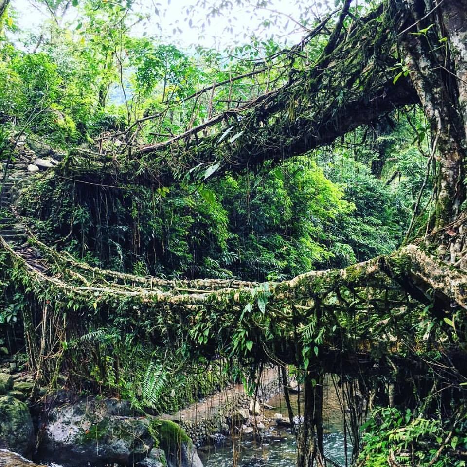 Photo of Living Root Bridge - when men & nature come together 1/9 by Akanksha Shah