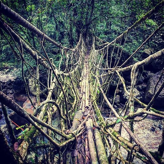 Photo of Living Root Bridge - when men & nature come together 3/9 by Akanksha Shah