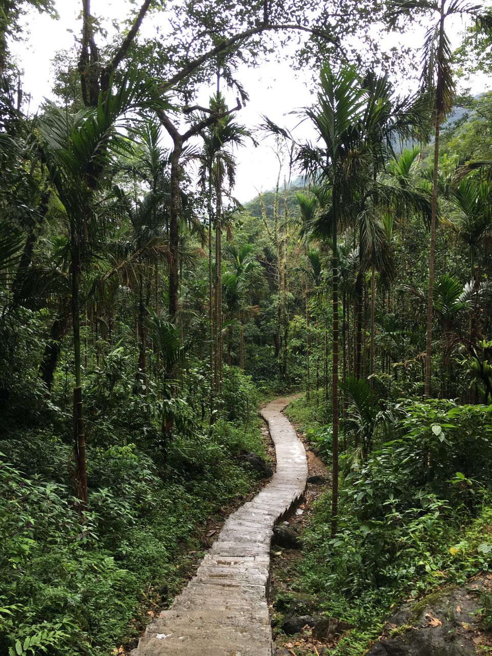 Photo of Living Root Bridge - when men & nature come together 2/9 by Akanksha Shah