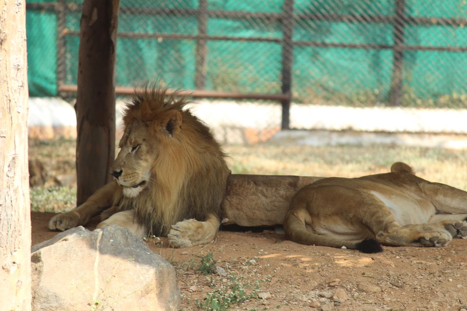 Photo of Mysore Zoo, Indira Nagar, Ittige Gudu, Mysuru, Karnataka by Kapil Sahu