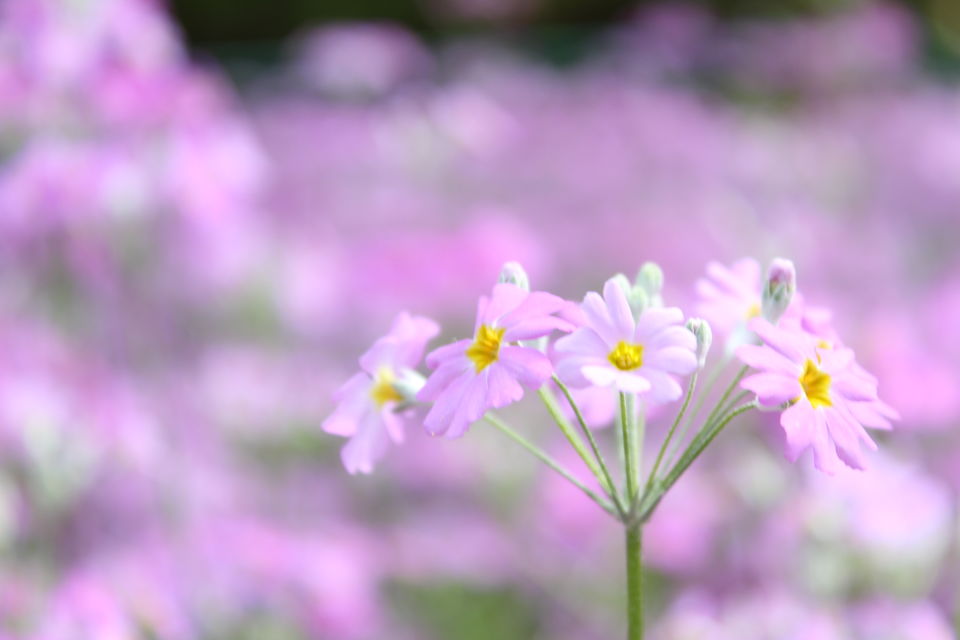 Photo of Ooty Botanical Gardens, Vannarapettai, Ooty, Tamil Nadu, India by Kapil Sahu