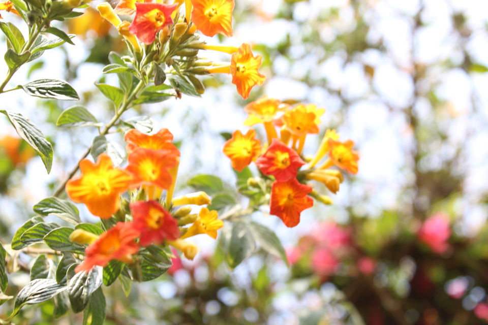 Photo of Ooty Botanical Gardens, Vannarapettai, Ooty, Tamil Nadu, India by Kapil Sahu
