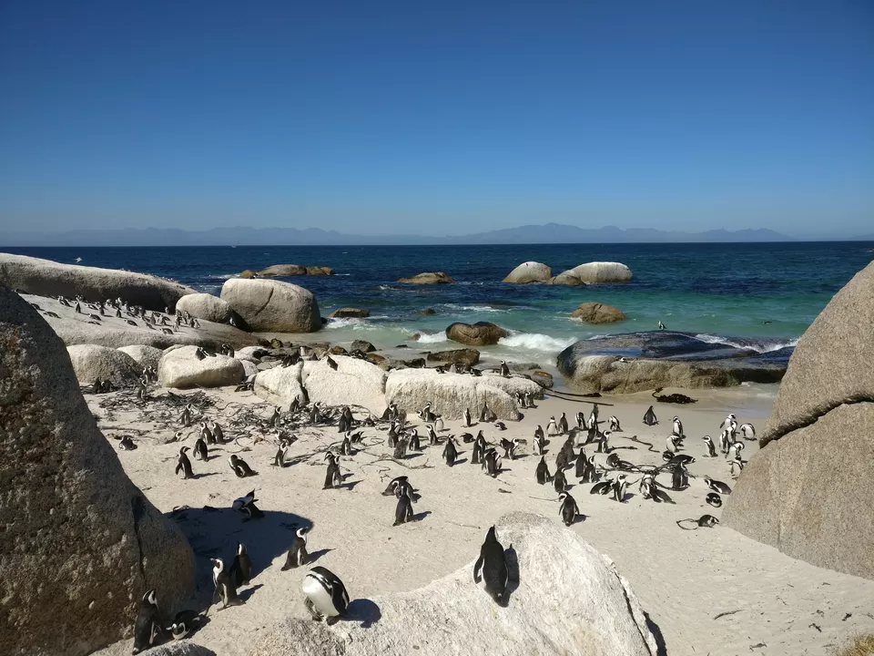 Photo of Seal Island, South Africa by Deepshikha