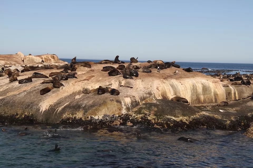 Photo of Seal Island, South Africa by Deepshikha