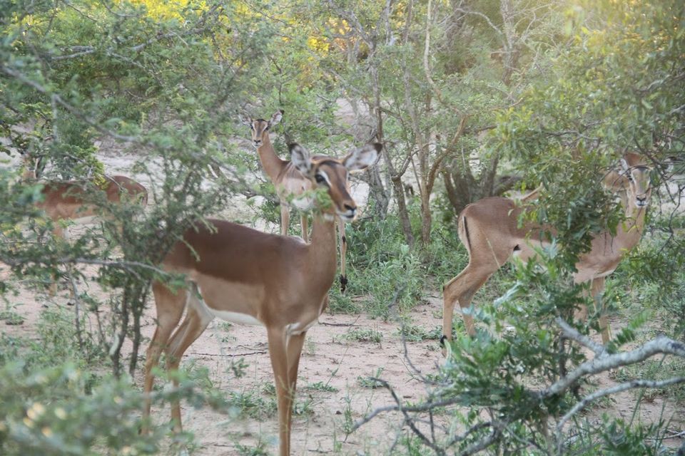 Photo of Kapama Private Game Reserve, South Africa by Deepshikha
