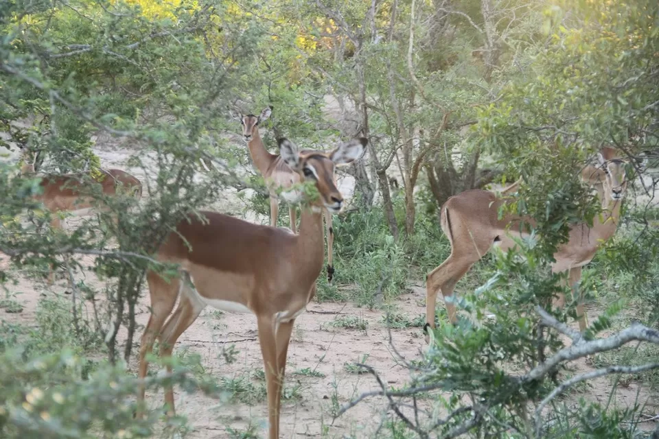 Photo of Kapama Private Game Reserve, South Africa by Deepshikha