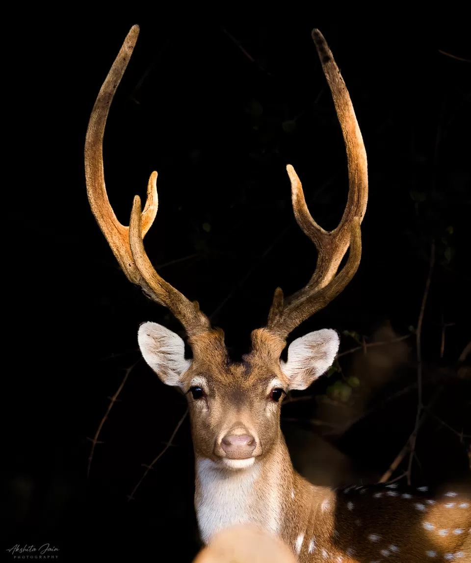 Photo of CHIDIKHO WILD LIFE SANCTUARY By Akshita Jain