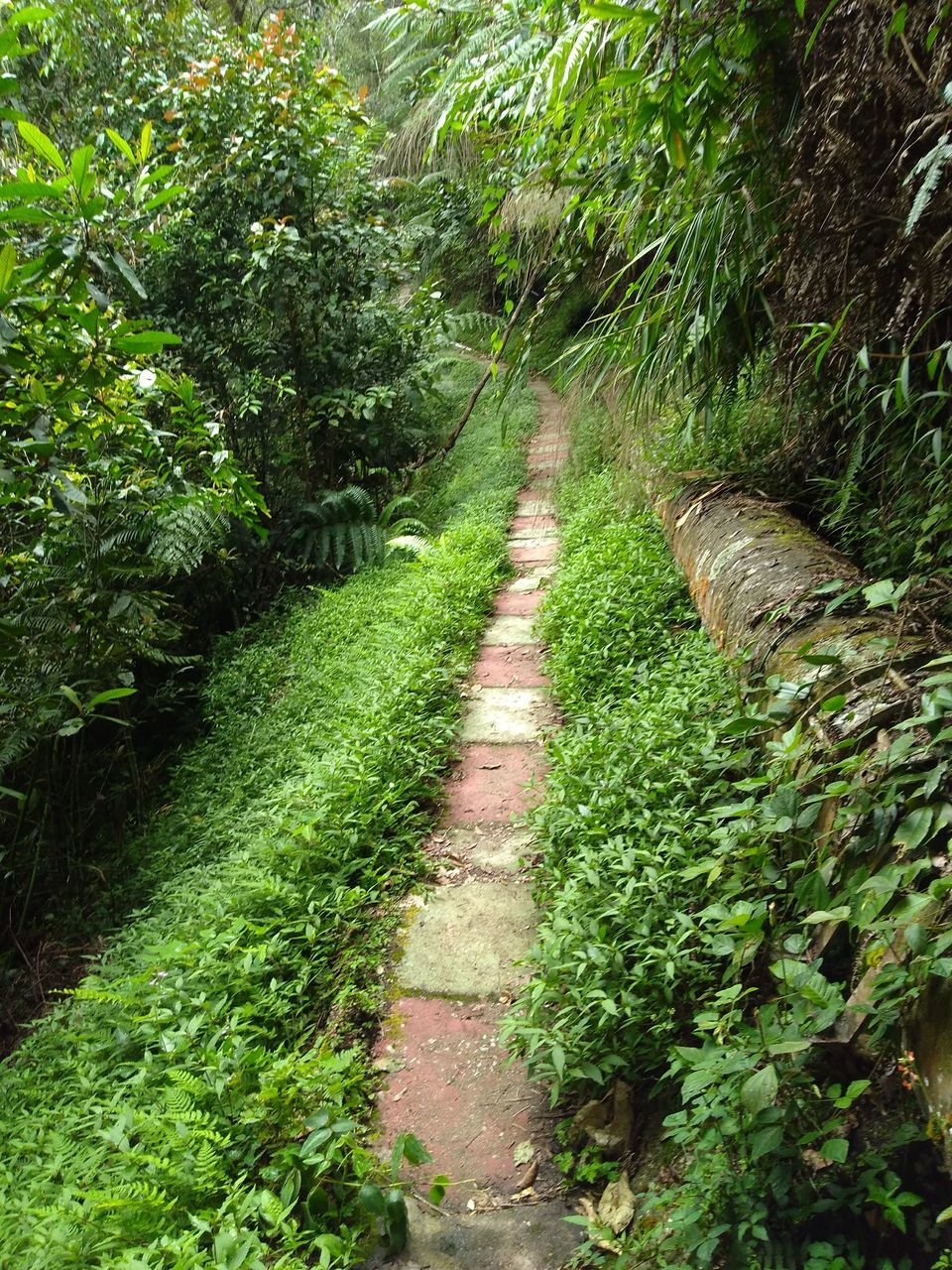 Photo of Tanah Rata, Pahang, Malaysia by Krupal Shah