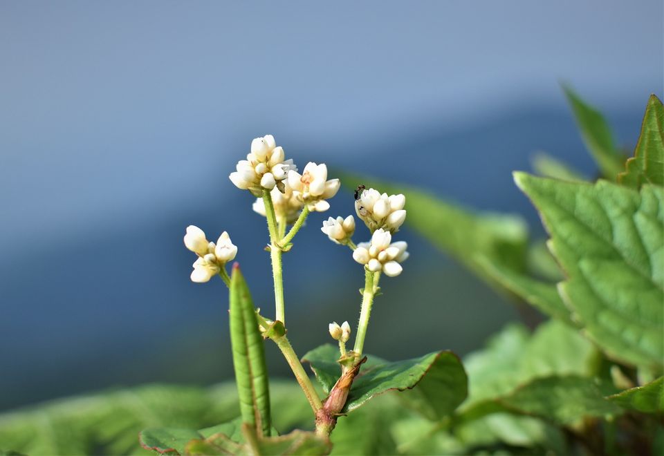 Photo of Just 4 hours from Bengaluru - Chikmagalur can be your detox destination! #indiain5k 11/21 by Marsha Das