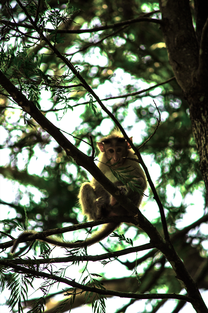 Photo of Just 4 hours from Bengaluru - Chikmagalur can be your detox destination! #indiain5k 20/21 by Marsha Das