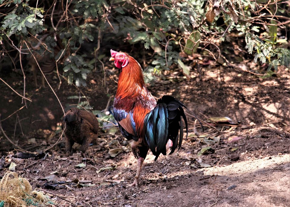 Photo of The best of Hampi in 2 days - a visual itinerary...#Hampipictures #IssSummerBaharNikal by Marsha Das