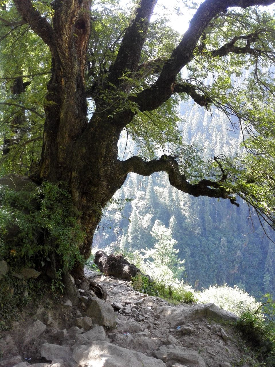 Photo of parvati Valley, Khir Ganga, Himachal Pradesh, India by ashi.gupta77