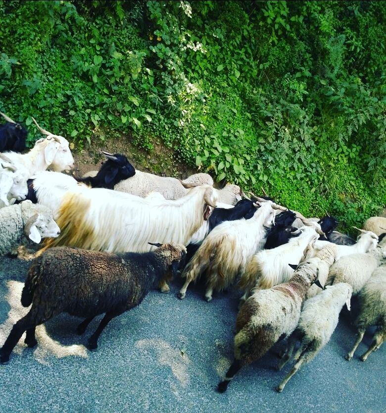 Photo of parvati Valley, Khir Ganga, Himachal Pradesh, India by ashi.gupta77