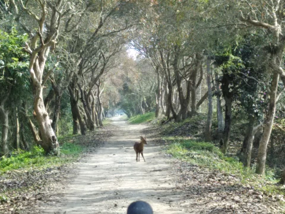 Photo of In Pursuit Of A One-Horned Rhino In Assam by Just Travel