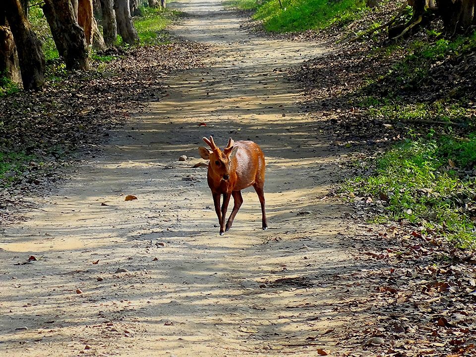 Photo of In Pursuit Of A One-Horned Rhino In Assam by Just Travel