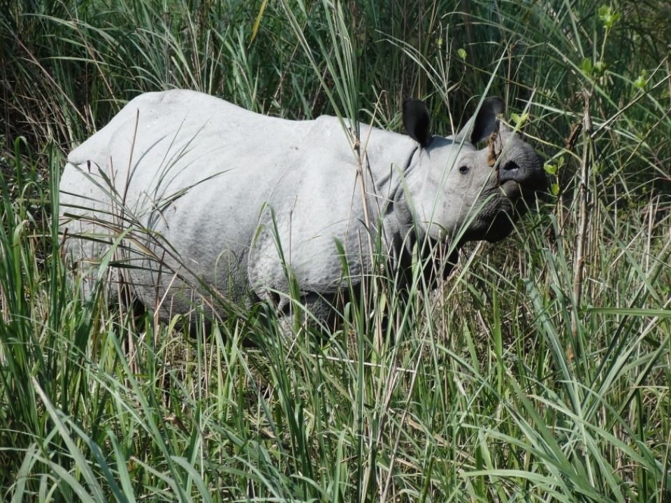 Photo of In Pursuit Of A One-Horned Rhino In Assam 1/1 by Just Travel