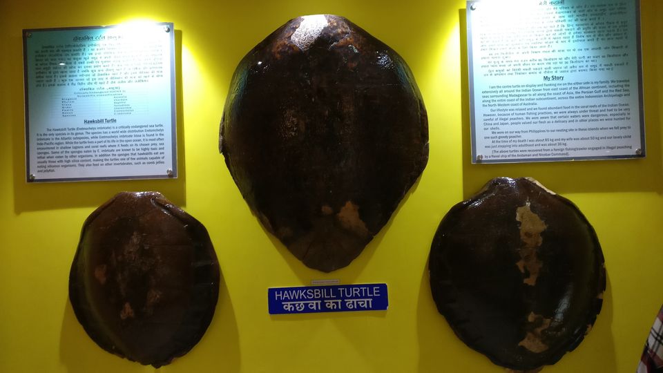 Photo of Samudrika Marine Museum, Airport Authority Colony, Haddo, Port Blair, Andaman and Nicobar Islands, India by Swati Keshri