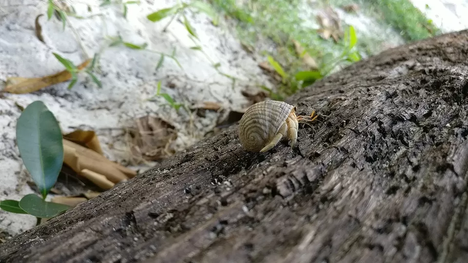 Photo of Kala Pathar Beach, Andaman and Nicobar Islands, India by Swati Keshri