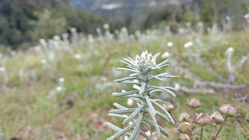 Photo of Didna, Uttarakhand, India by Swati Keshri