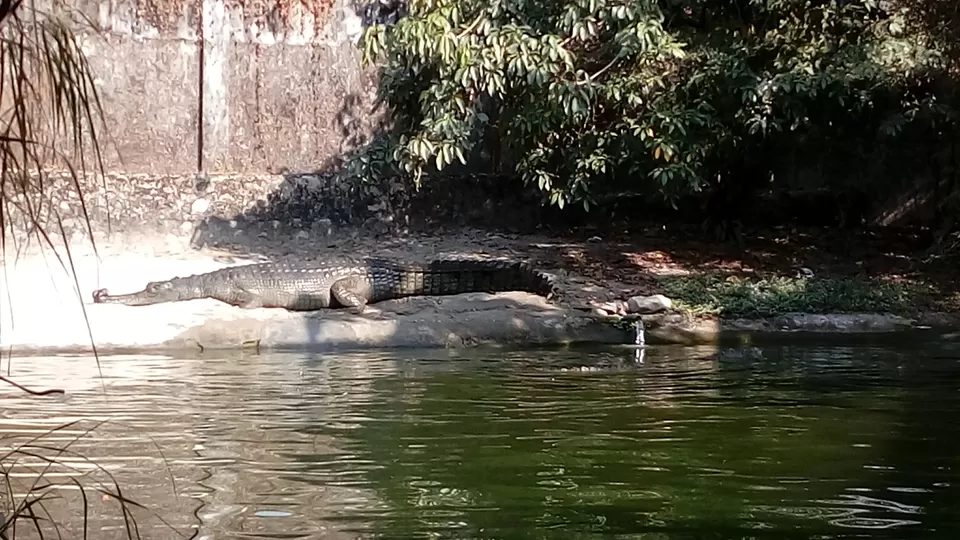 Photo of Crocodile Zoo, Norgay lam, Phuentsholing, Bhutan by Swati Keshri