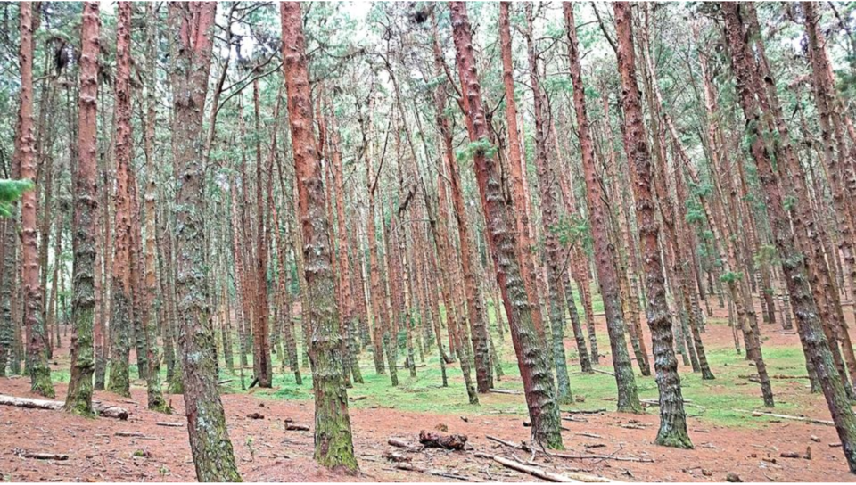 Photo of Kodaikanal Pine Forest, Kodaikanal Ghat Road, Shenbaganur, Kodaikanal, Tamil Nadu, India by Swati Keshri