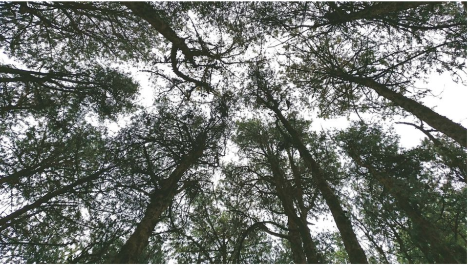 Photo of Kodaikanal Pine Forest, Kodaikanal Ghat Road, Shenbaganur, Kodaikanal, Tamil Nadu, India by Swati Keshri