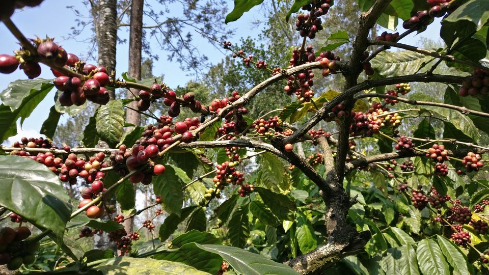 Photo of Coffee Garden - Rooftop Restaurant, Thekkady By Pass Road, Thekkady, Kumily, Tamil Nadu, India by Swati Keshri