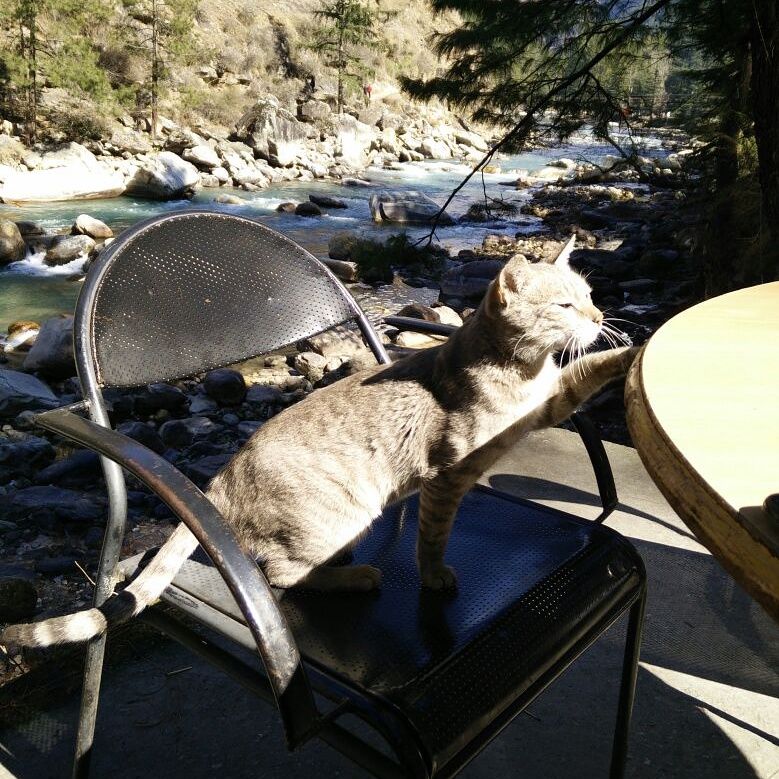 Photo of Through the wilderness of Parvati valley 4/11 by Suhani