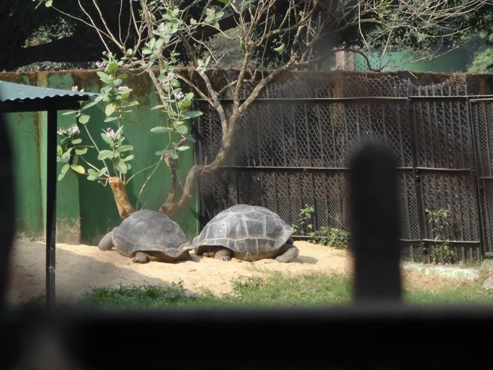 Photo of Alipore Zoo, Alipur Zoological Garden, Alipore, Kolkata, West Bengal, India by Shaunak Bhattacharjee
