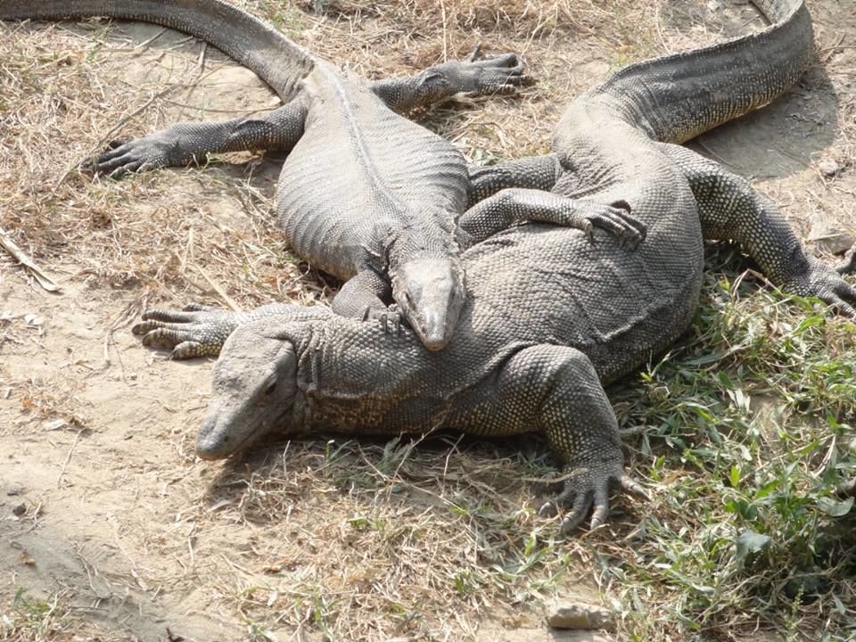 Photo of Alipore Zoo by Shaunak Bhattacharjee