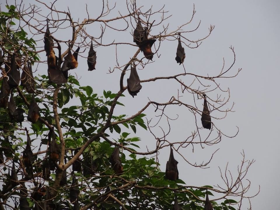 Photo of Alipore Zoo by Shaunak Bhattacharjee