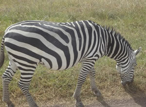 Photo of Masai Mara Safaris Tours & Trips | Maasai Mara Game Reserve 1/1 by Bush Baby Safaris