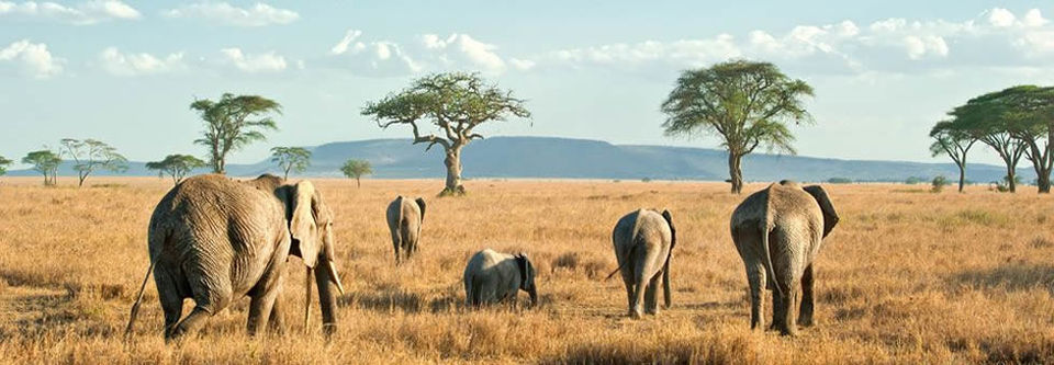 Photo of Tanzania Serengeti Safaris, Tours & Wildlife Trips | Serengeti ecosystem 1/1 by Bush Baby Safaris