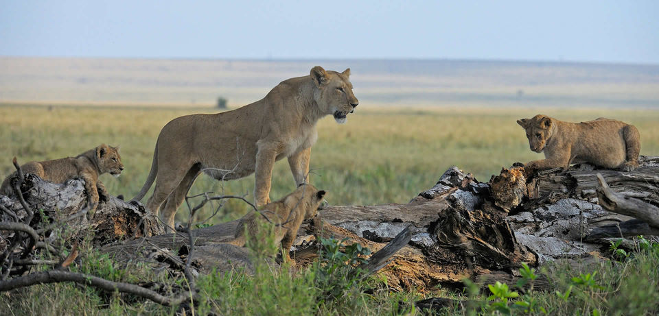 Photo of Kenya Tanzania Safaris, Trips and Tours Package Masai Mara, Amboseli, Ngorongoro, Serengeti, Manyara 1/1 by Bush Baby Safaris