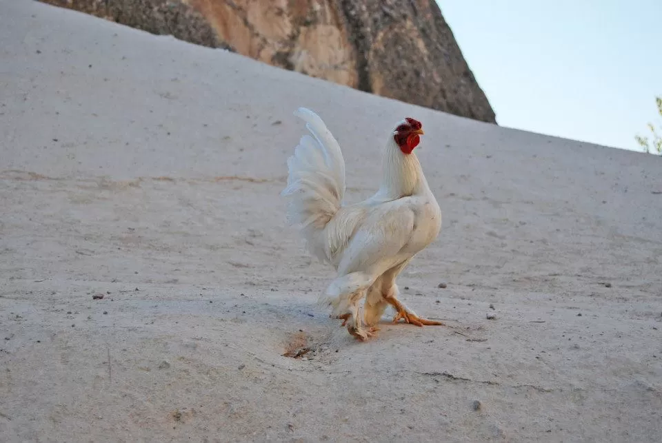 Photo of Cappadocia Cave, Nevsehir/Nevşehir Merkez/Nevşehir, Turkey by SOHFI HAMID