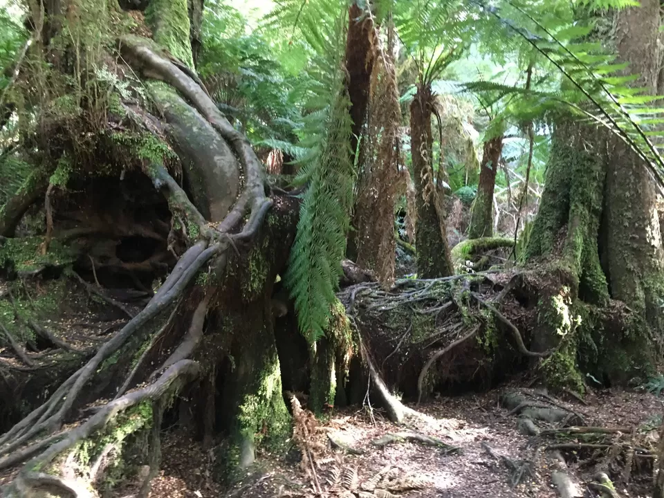 Photo of Maits Rest Rainforest Walk, Cape Otway VIC, Australia by SOHFI HAMID