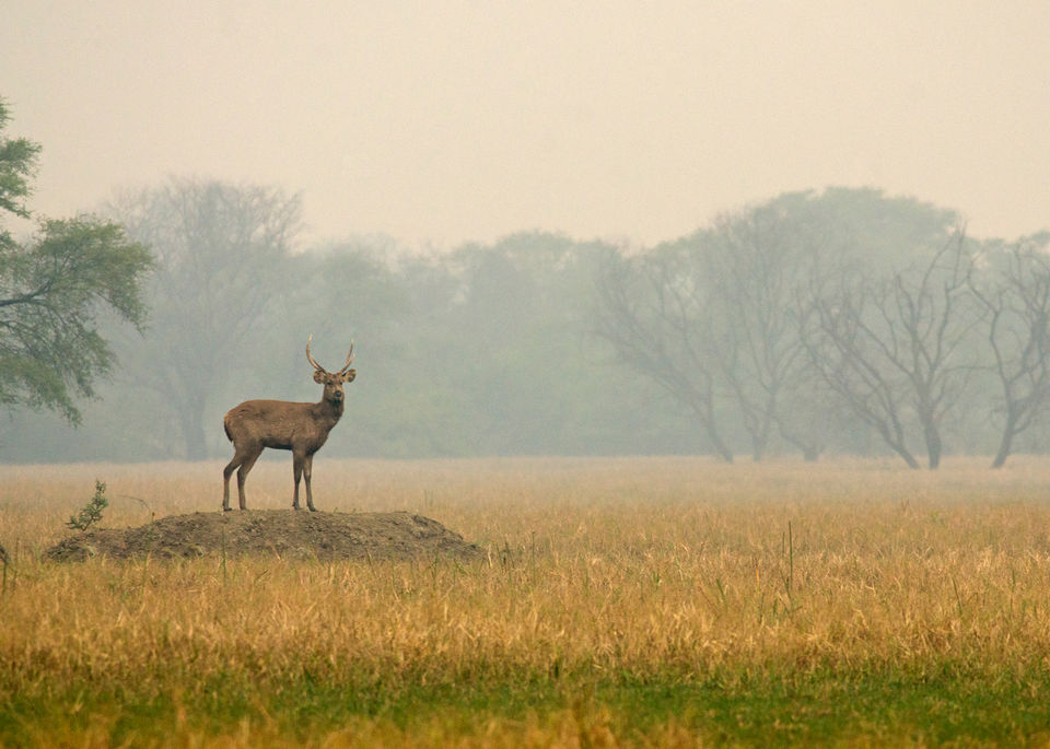 Photo of Keoladeo National Park, Bharatpur, Rajasthan 302001, India by PS Anand